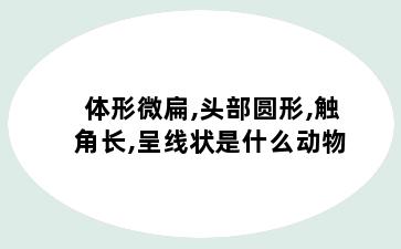 体形微扁,头部圆形,触角长,呈线状是什么动物