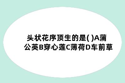 头状花序顶生的是( )A蒲公英B穿心莲C薄荷D车前草