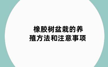 橡胶树盆栽的养殖方法和注意事项