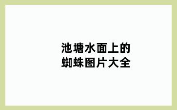 池塘水面上的蜘蛛图片大全