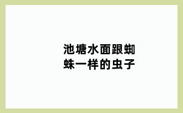 池塘水面跟蜘蛛一样的虫子