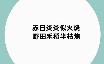 赤日炎炎似火烧 野田禾稻半枯焦