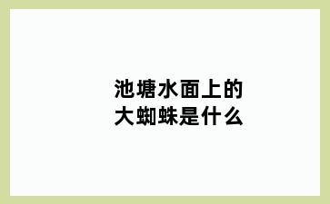 池塘水面上的大蜘蛛是什么