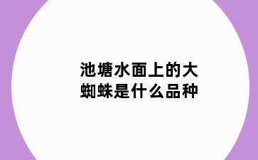 池塘水面上的大蜘蛛是什么品种