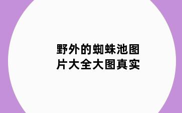 野外的蜘蛛池图片大全大图真实